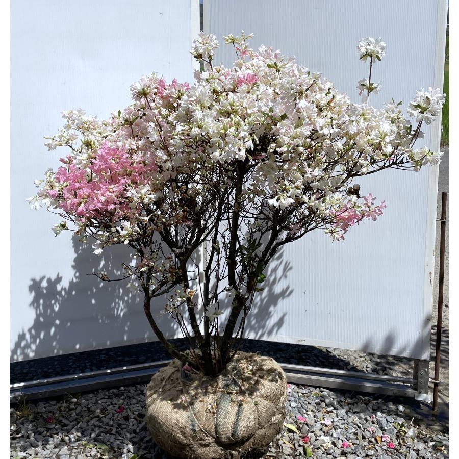 久留米ツツジ 常夏 株立ち 約1.2m 現品発送 特大株 植木苗木大苗 絞り