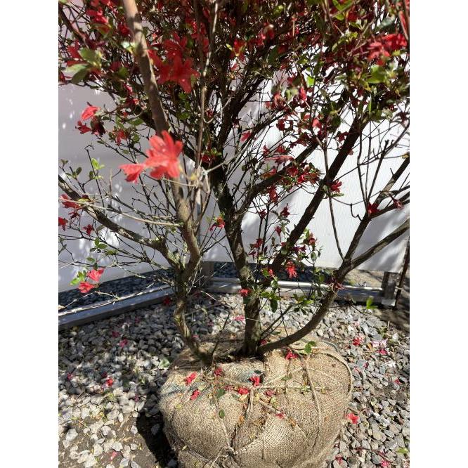 本霧島ツツジ 株立ち 約1.6m 現品発送 豪華株 特大株 植木 苗木 本霧島ツツジ 株立ち 約1.6m 現品発送 豪華株 特大株 植木 苗木