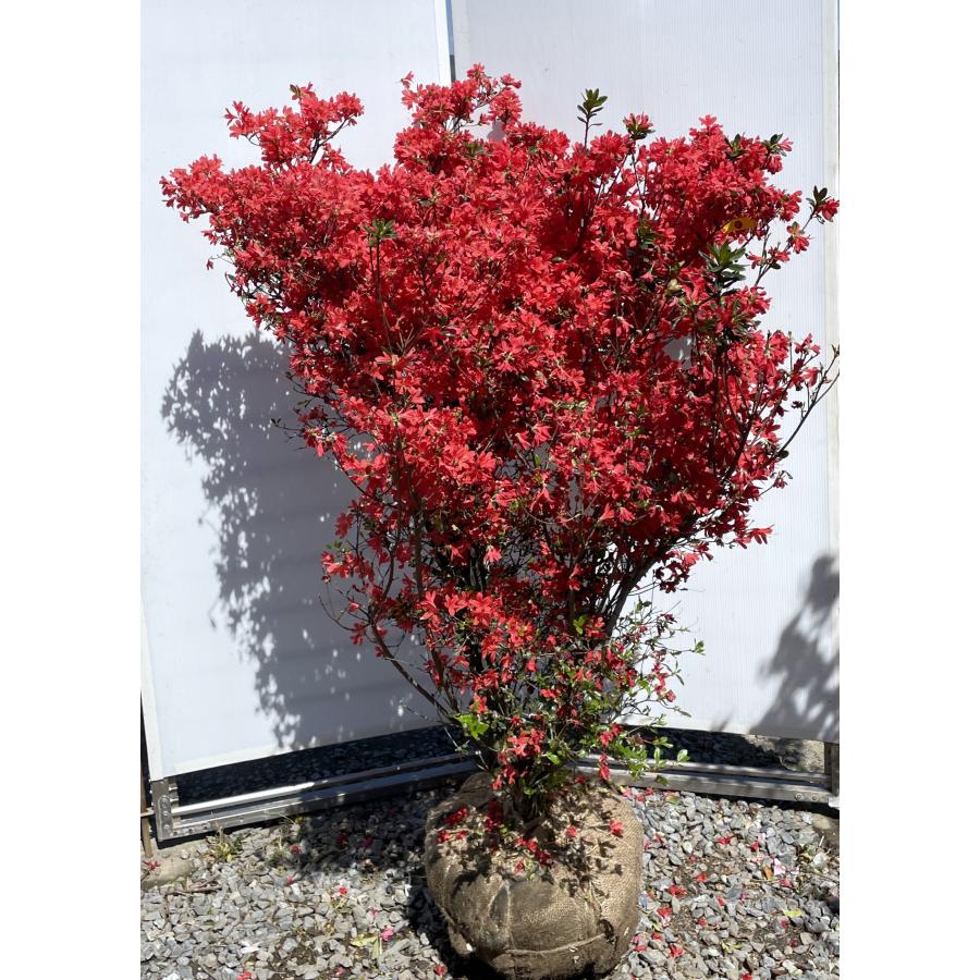 本霧島ツツジ 株立ち 約1.5m 現品発送 豪華株 特大株 大苗植木苗木 ホンキリシマ 常緑樹 送料無料 : 大福樹苗園 - 通販 ...