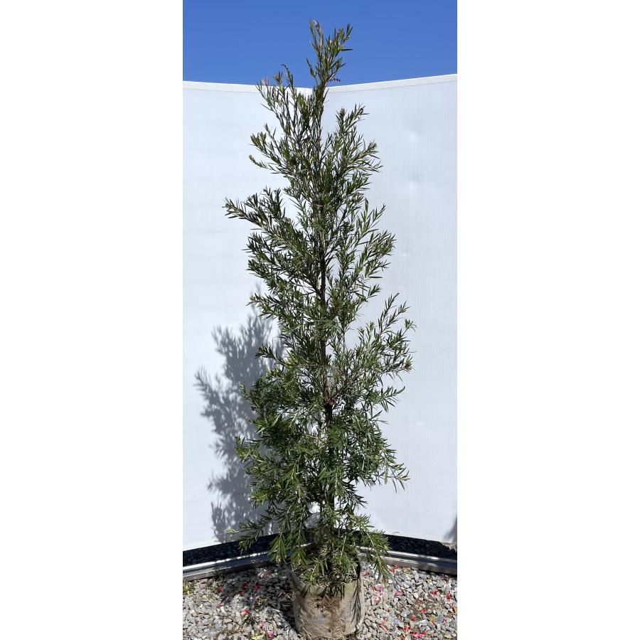 ブラシの木 ドーソンリバー 約2m 現品発送 1本株 特大植木苗木