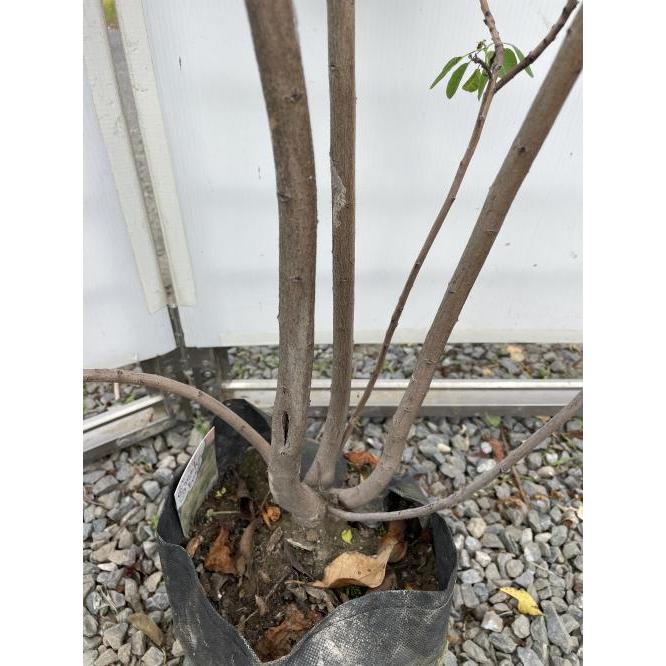 白花 スモークツリー 株立ち 約1.5m 現品発送 特大株 植木 苗木 白花 スモークツリー 株立ち 約1.5m 現品発送 特大株 植木 苗木