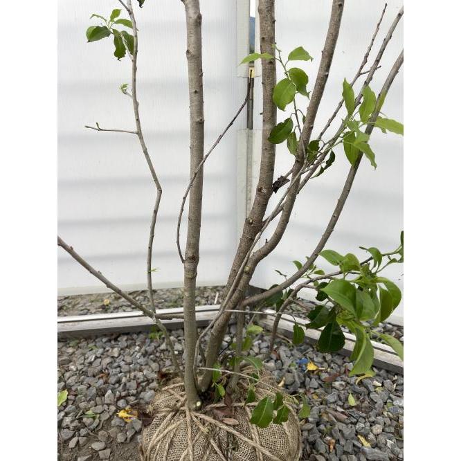 ◆ソヨゴ◆常緑樹◆複数株立◆雌株◆赤い実いっぱい‼️◆④ ◆ソヨゴ◆常緑樹◆複数株立◆雌株◆赤い実いっぱい‼️◆④