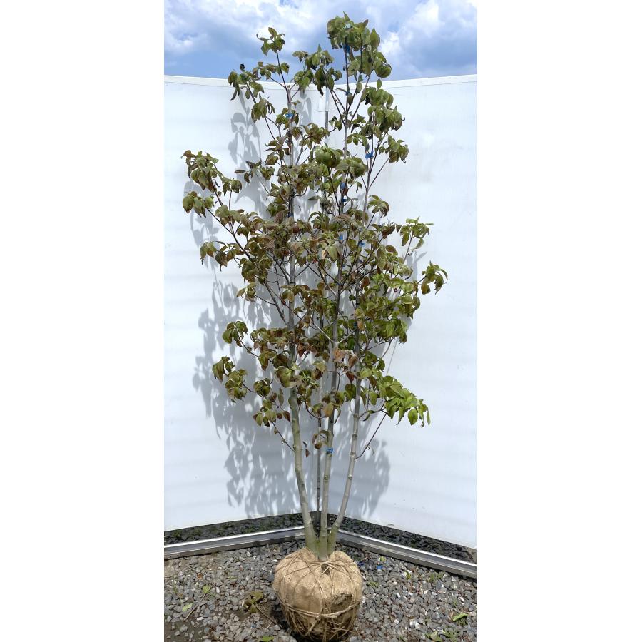 班入り赤花ハナミズキ チェロキーサンセット 約2m 株立ち 現品発送