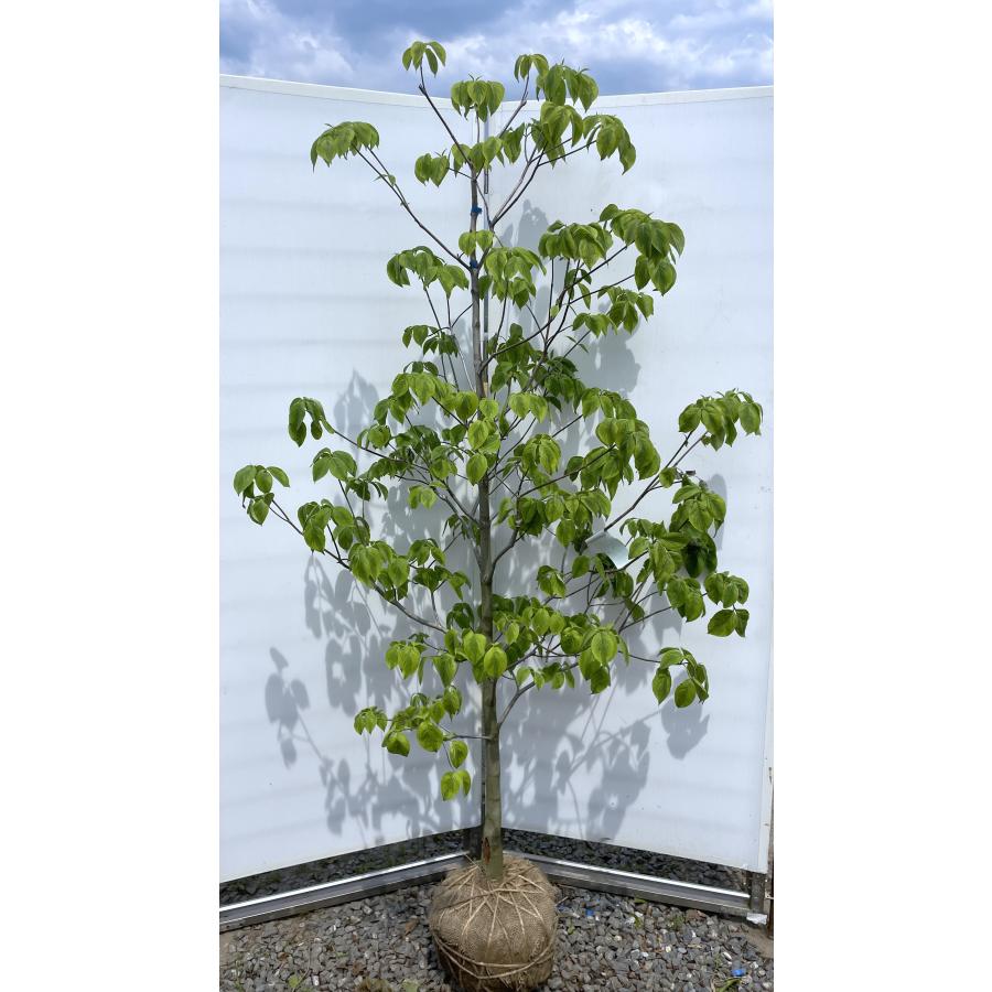 ハナミズキ レインボー 約1.9m 現品発送 超特大株 植木苗木大苗 班 