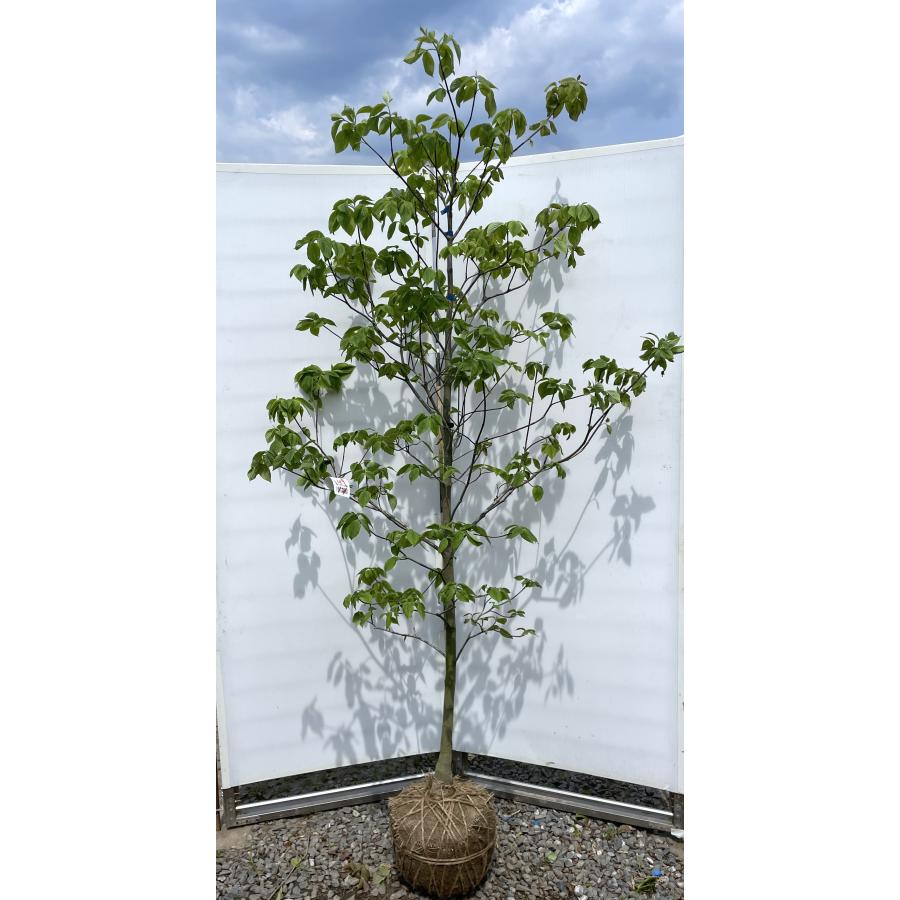 ハナミズキ レインボー 約2m 現品発送 超特大株 植木苗木大苗 班入り