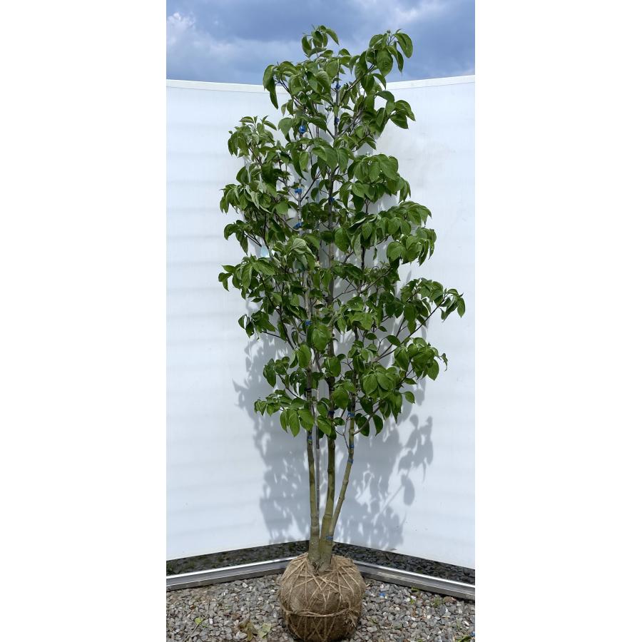 ハナミズキ レインボー 株立ち 約2m 現品発送 超特大株 植木 苗木