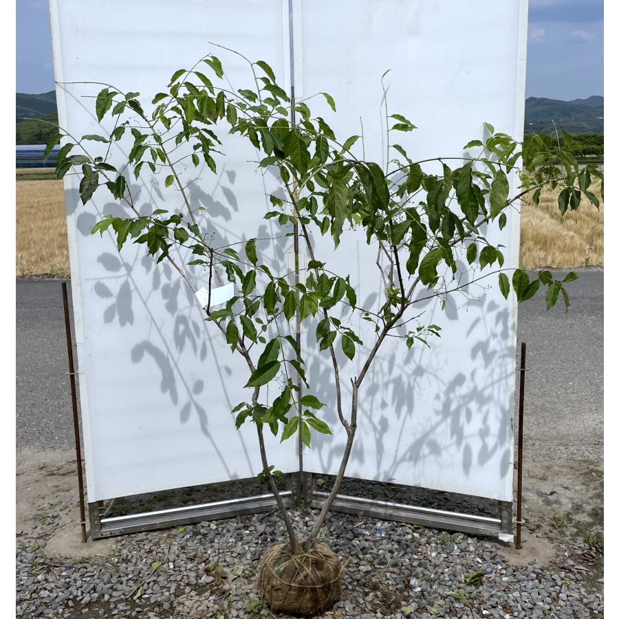 マユミ 株立ち 約1.6m 現品発送 特大株 植木苗木 ピンクのツリバナ