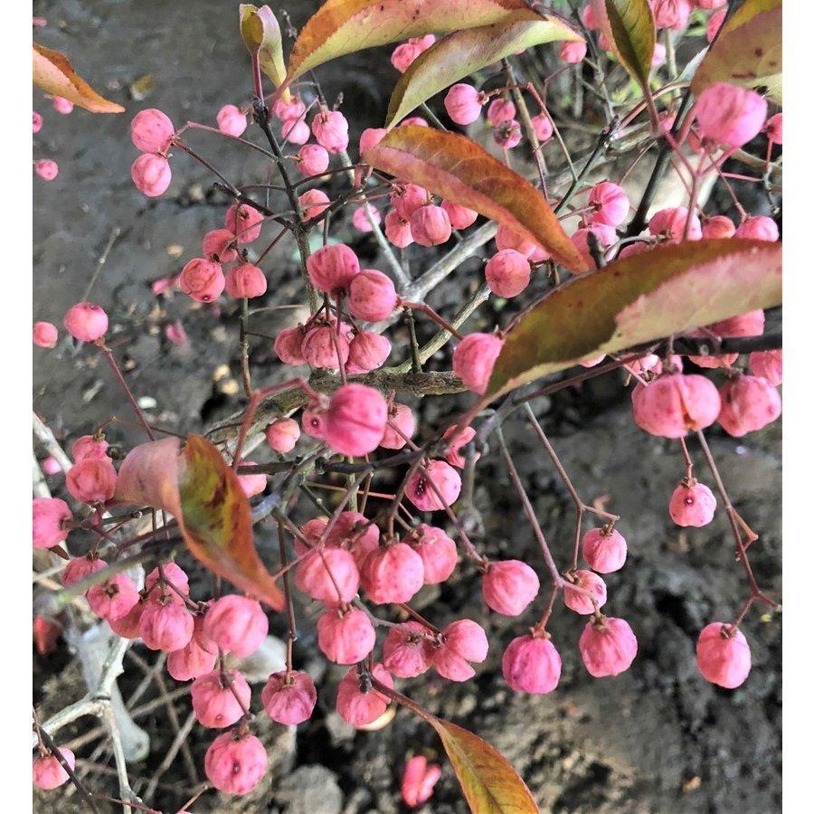 マユミ 株立ち 約1.6m 現品発送 特大株 植木苗木 ピンクの