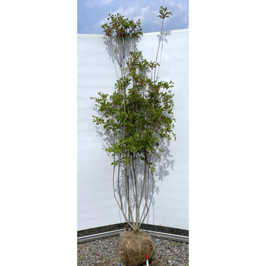 紅ドウダンツツジ 5本株立ち 約2m 現品発送 美樹形株 植木苗木大苗