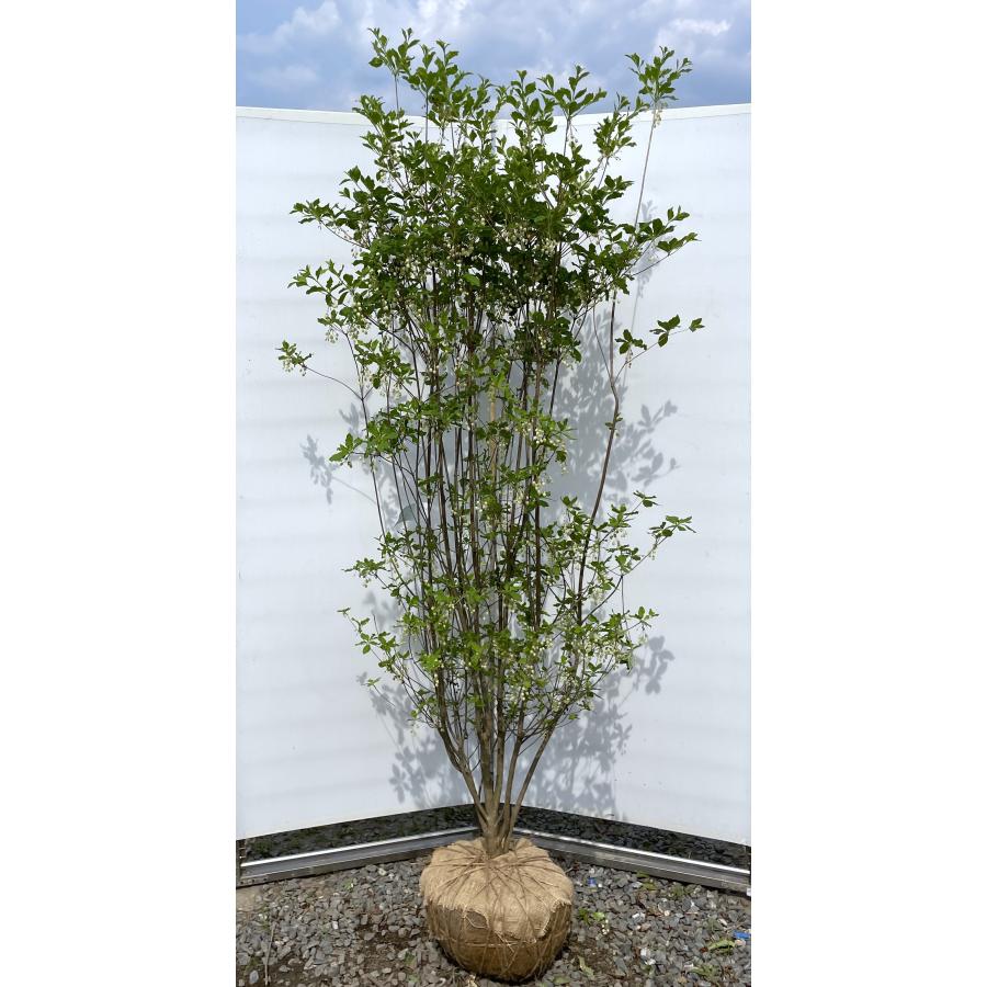 白花 ドウダンツツジ 株立ち 約2m 現品発送 美樹形株 植木 苗木 大苗