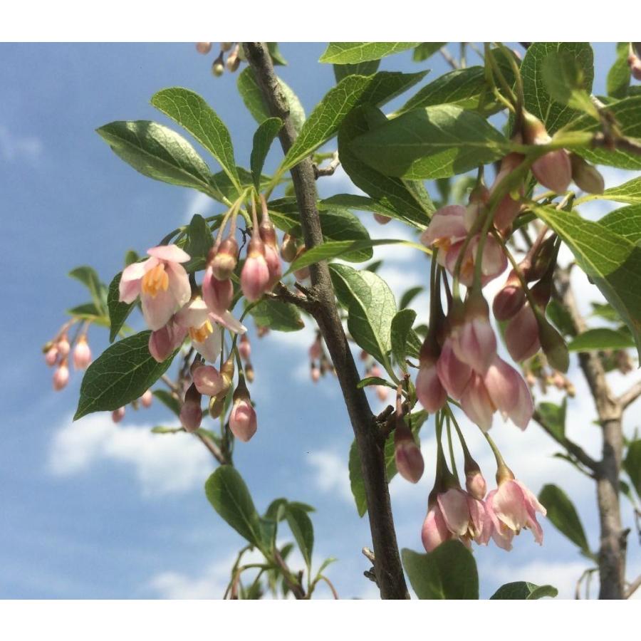 紅花エゴノキ　ピンクチャイム　約1.5m　現品発送　特大植木苗木　希少なピンク花　エゴの木　送料無料｜daifukujyubyou｜03