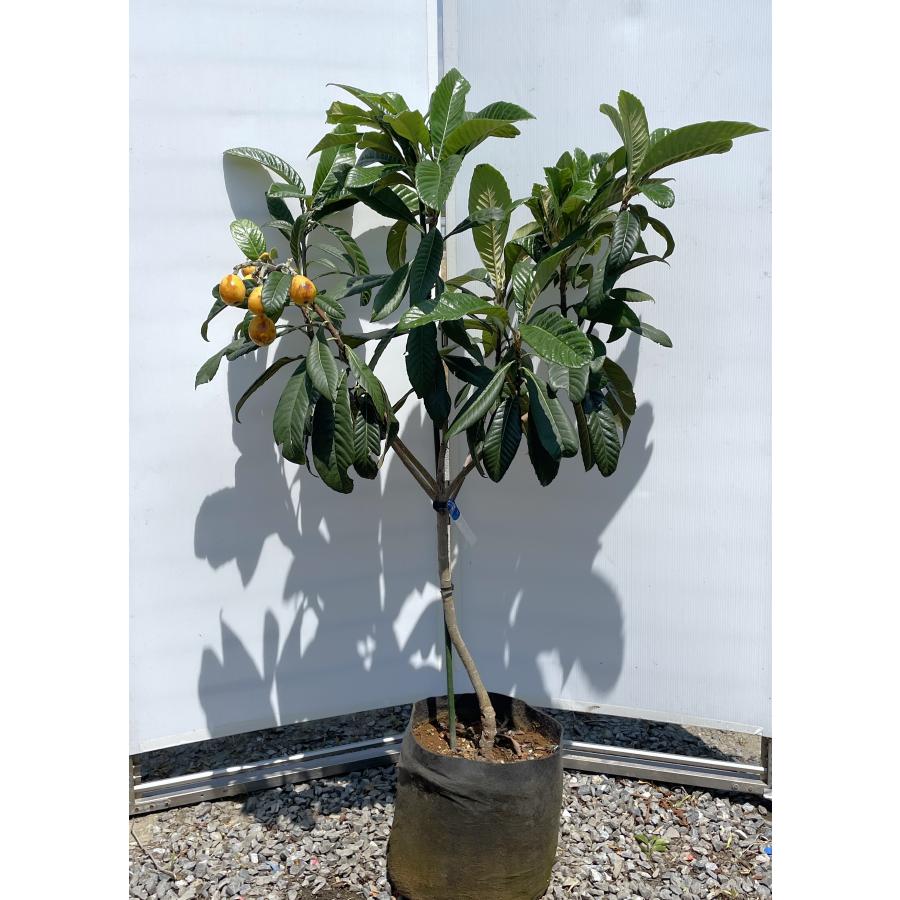 種苗登録ビワの木 なつたより 約1.3m 特大植木苗木大苗果樹 規格販売
