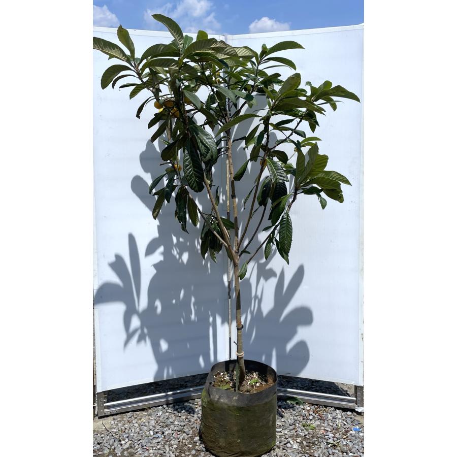 種苗登録ビワの木 なつたより 約1.8m 特大植木苗木大苗果樹 規格販売