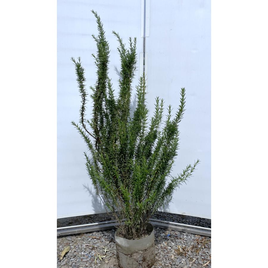 特大ローズマリー無農薬（樹高約６０cm直径約６０cm） 深町さんのローズマリー（農薬・化学肥料不使用）30g -自然派きくち村