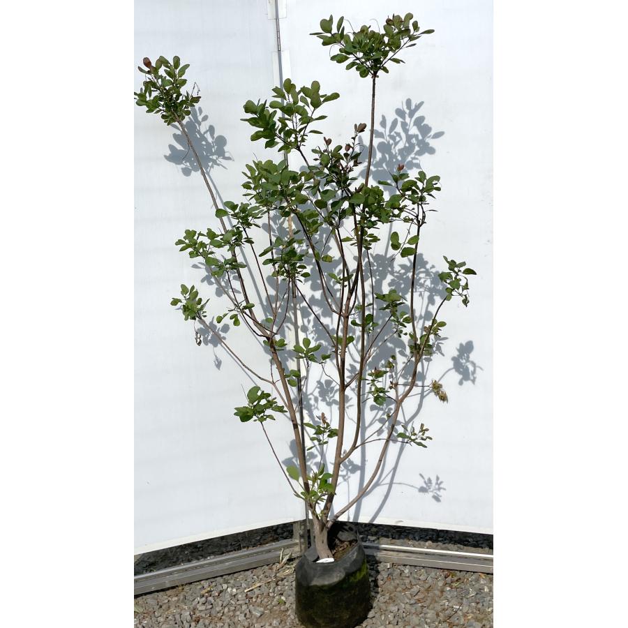 大株 スモークツリー スノーパフ 雌株 煙の木 挿し木 苗木 花木 44 大