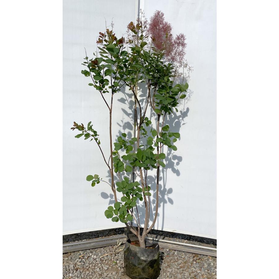 赤花スモークツリー 株立ち 約1.5m 現品発送 ケムリノキ 特大株 植木 