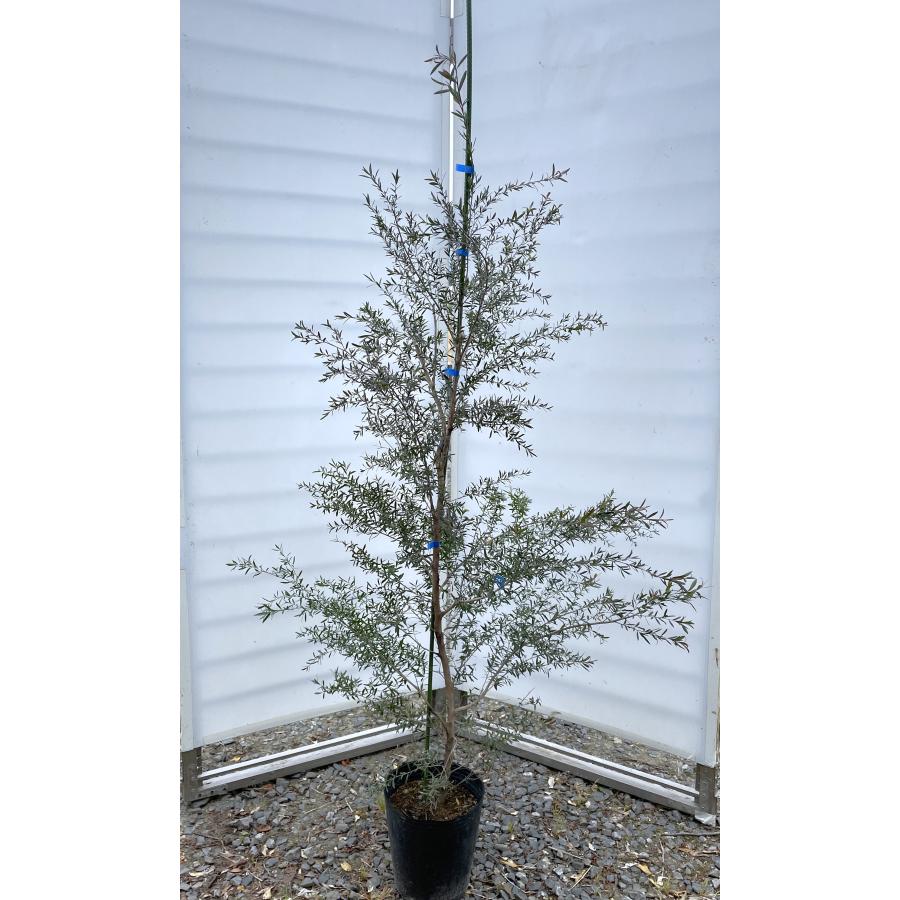 ブラックティーツリー ボルケーノ 約1.6m 現品発送 1本株 特大植木