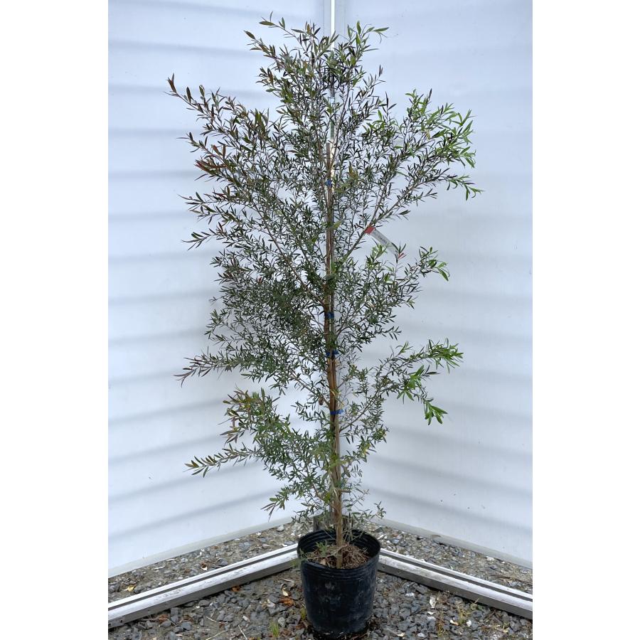 ブラックティーツリー ボルケーノ 約1.5m 現品発送 1本株 特大植木