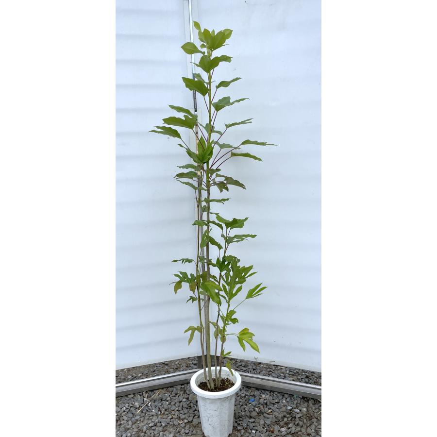 カクレミノ 5本株立ち 約1.6m 現品発送 特大株 植木苗木大苗 隠れ蓑