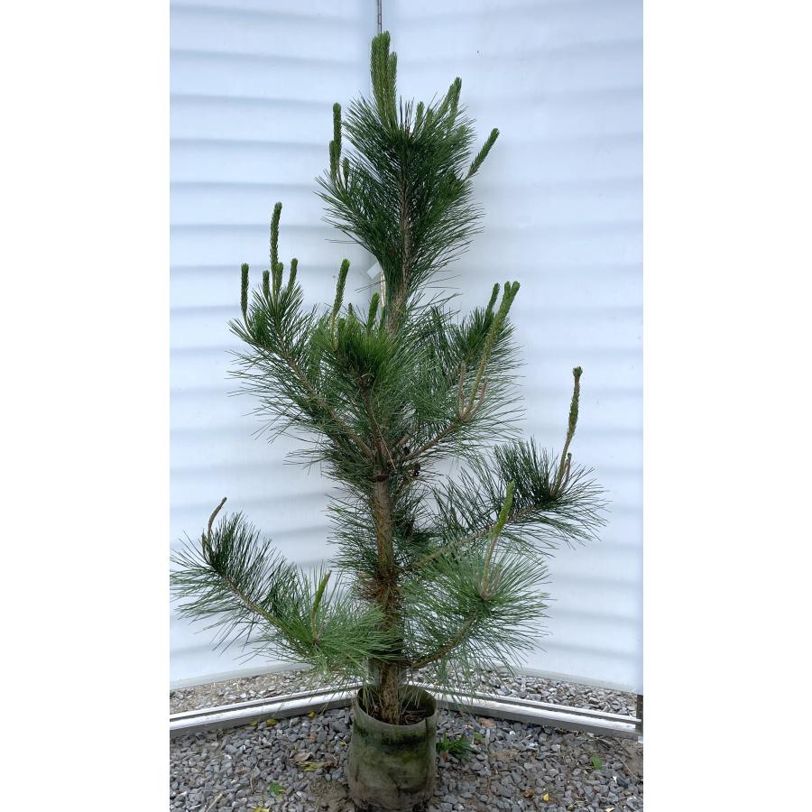 黒松 約1.7m 現品発送 特大株 大苗 植木 苗木 クロマツ シンボルツリー 常緑樹 送料無料 : 大福樹苗園 - 通販 - Yahoo ...