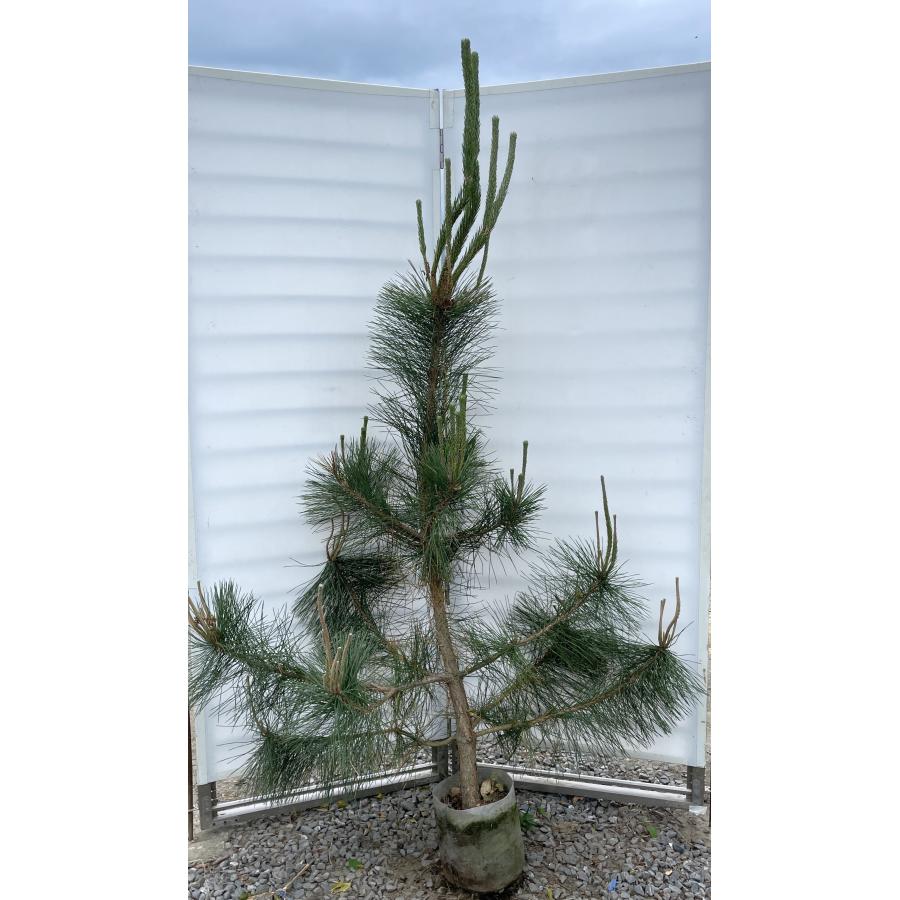 黒松 約2m 現品発送 特大株 大苗 植木 苗木 クロマツ シンボルツリー