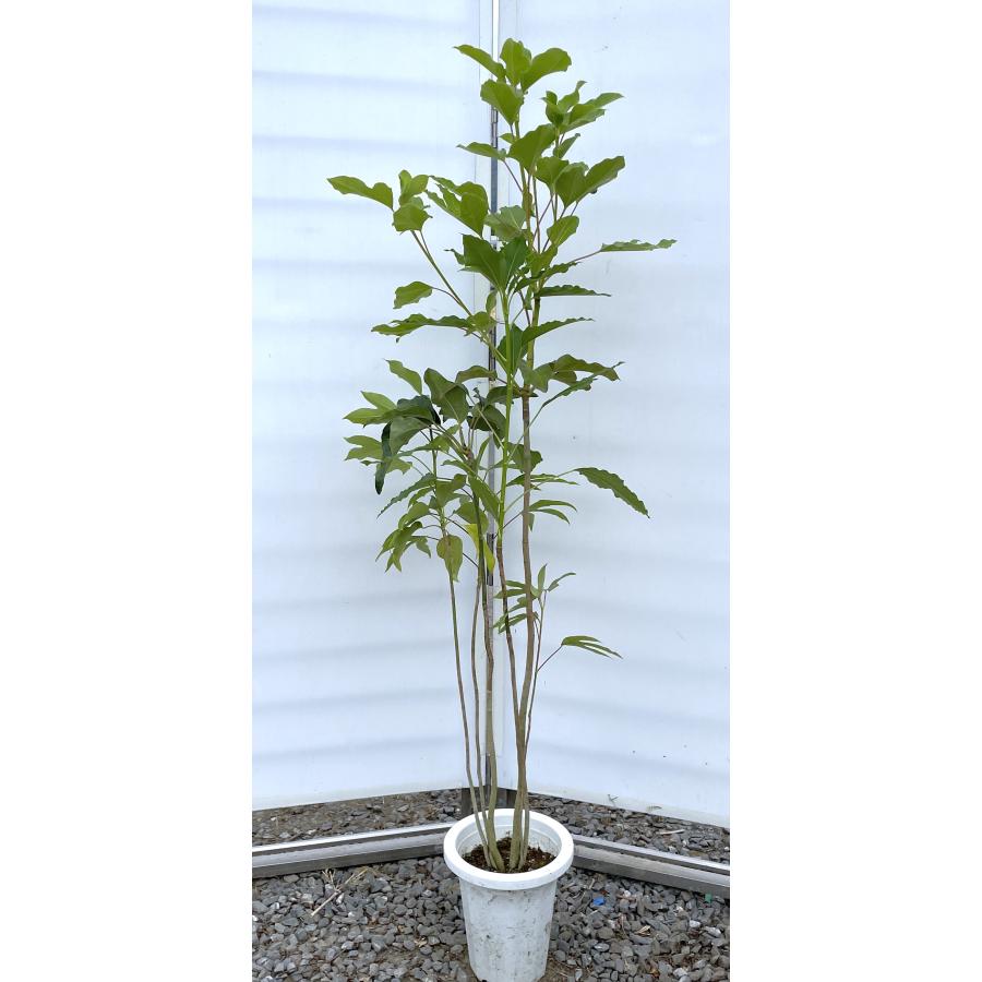 カクレミノ 5本株立ち 約1.4m 現品発送 特大株 植木苗木大苗