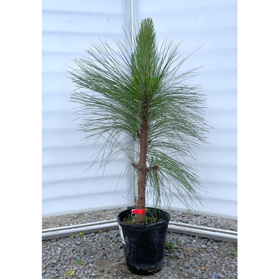 大王松 約1.2m 現品発送 特大株 植木苗木大苗 ダイオウショウ ダイオウマツ シンボルツリー 送料無料 : 大福樹苗園 - 通販 ...