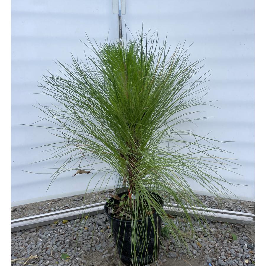 大王松 約90cm 現品発送 特大株 植木苗木大苗 ダイオウショウ ダイオウマツ シンボルツリー 送料無料 : 大福樹苗園 - 通販 ...