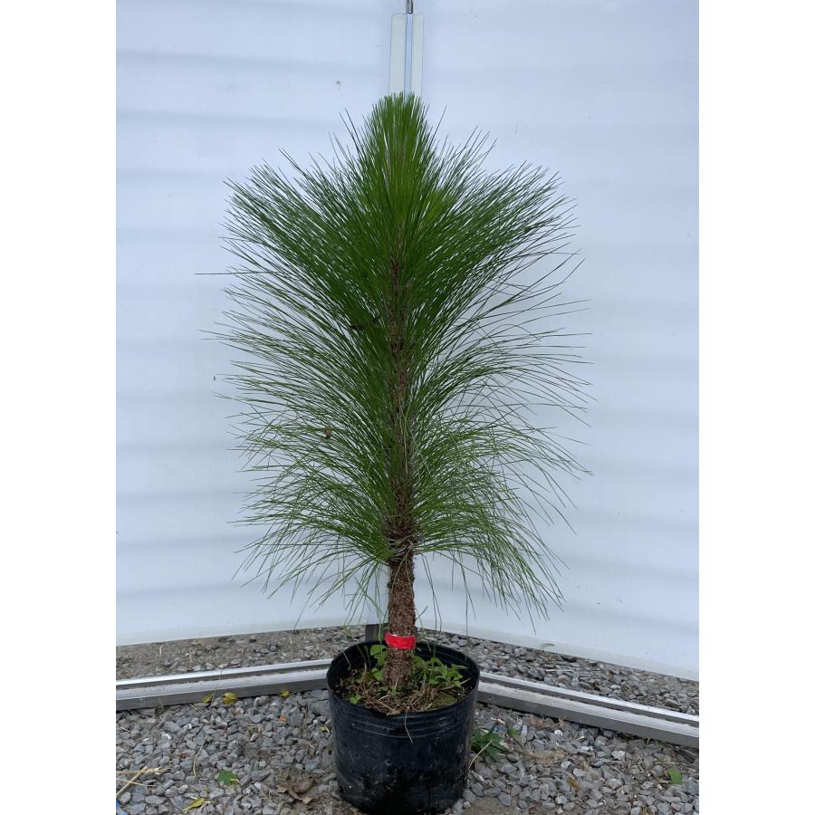 大王松 約1.2m 現品発送 特大株 植木苗木大苗 ダイオウショウ ダイオウマツ シンボルツリー 送料無料 : 大福樹苗園 - 通販 ...