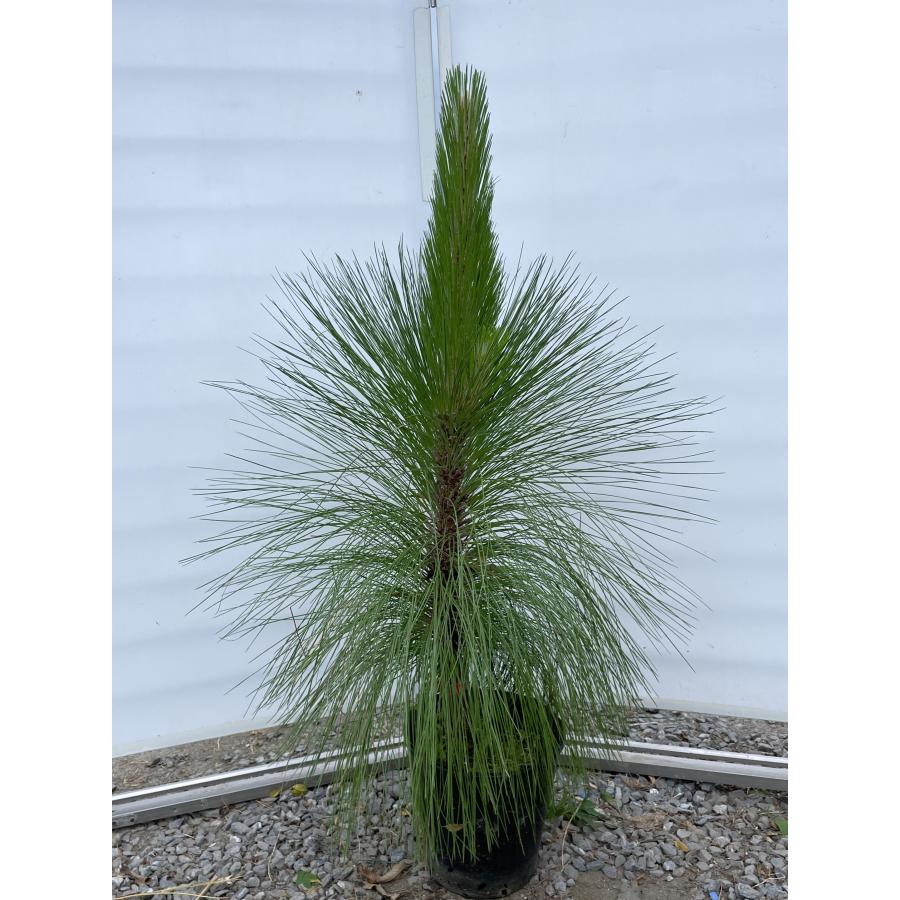 大王松 約1.2m 現品発送 特大株 植木苗木大苗 ダイオウショウ ダイオウマツ シンボルツリー 送料無料 : 大福樹苗園 - 通販 ...