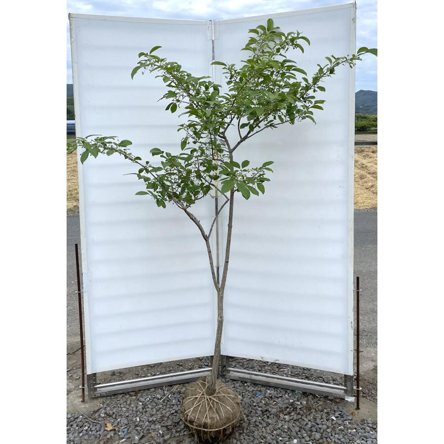 マユミ 約1.8m 現品発送 特大株 植木 苗木 大苗 ピンクのツリバナ