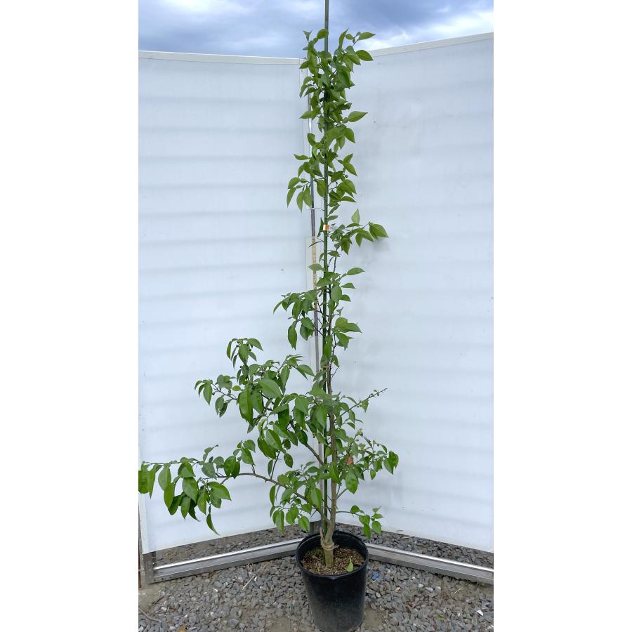 柚子の木 約1.9m 現品発送 特大株 植木 苗木 大苗 本ユズの木 柚子の木 約1.9m 現品発送 特大株 植木 苗木 大苗 本ユズの木