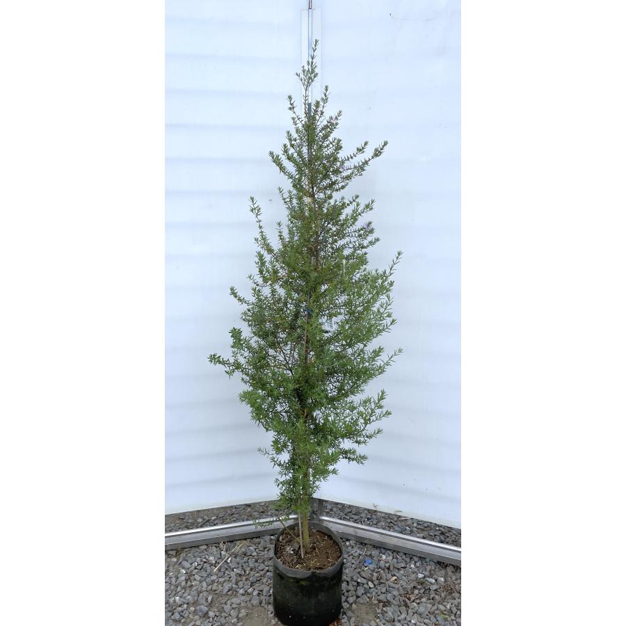 四季咲きウエストリンギア 約1.6m 現品発送 特大植木苗木