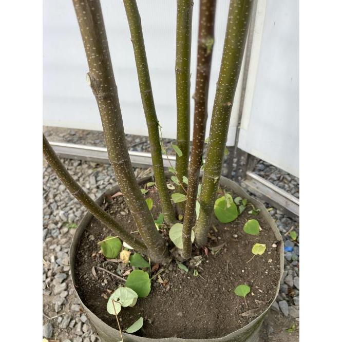 桂 カツラの木 6本株立ち 約2.1m 現品発送 特大株 大苗 植木 桂 カツラの木 6本株立ち 約2.1m 現品発送 特大株 大苗 植木
