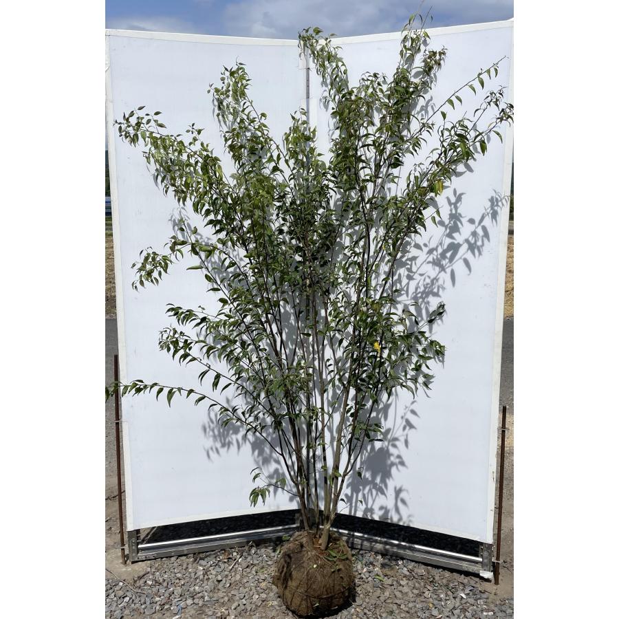 ハイノキ 7本株立ち 約2m 現品発送 豪華株 特大株 植木 苗木 大苗 灰の木 常緑樹 シンボルツリー 送料無料 : 大福樹苗園 - 通販 ...