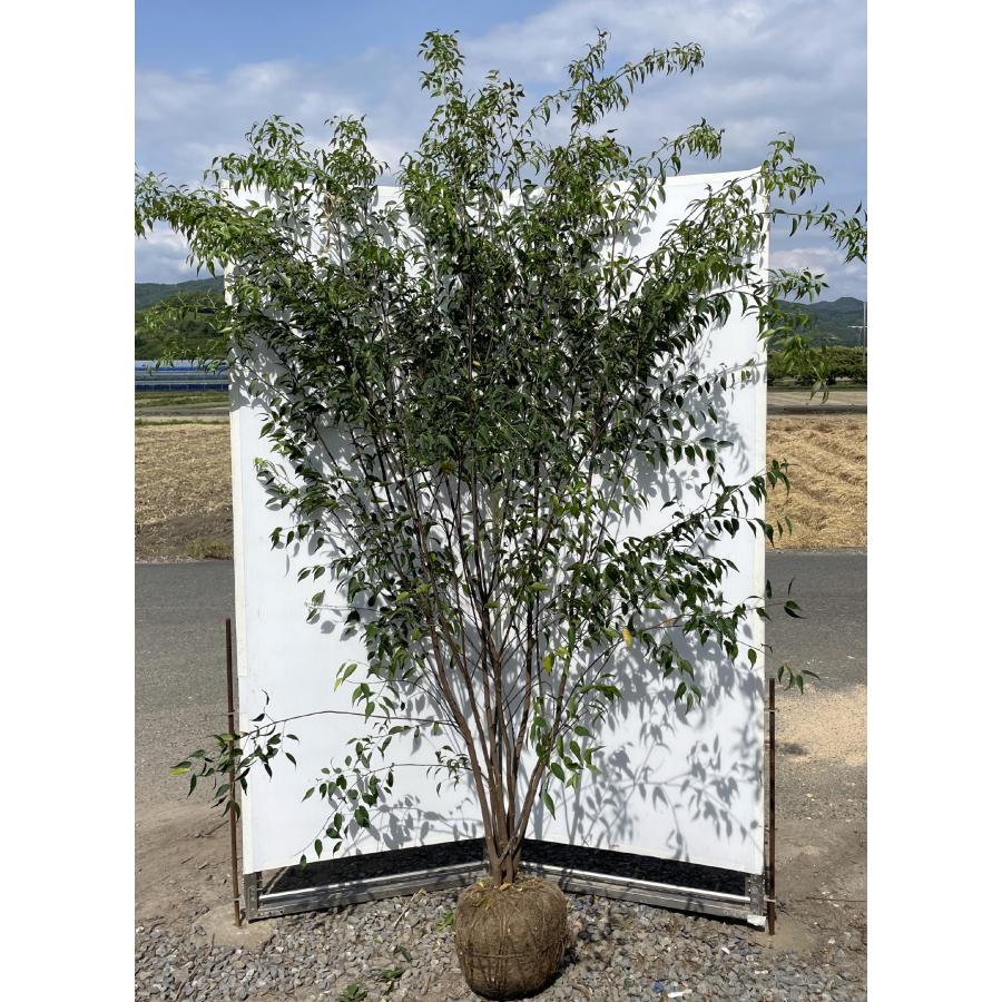 ハイノキ 7本株立ち 約2.4m 現品発送 一点物 豪華株 超特大株 植木苗木大苗 灰の木 常緑樹 シンボルツリー 送料無料 : 大福樹苗園 ...