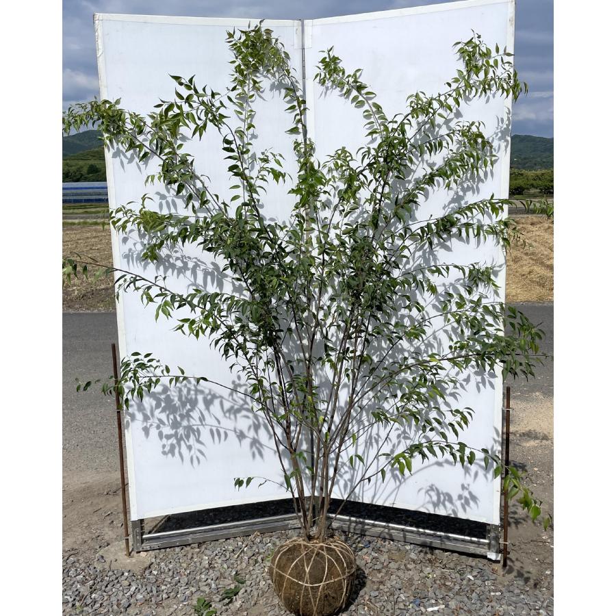 ハイノキ 8本株立ち 約1.9m 現品発送 豪華株 一点物 特大株 植木 苗木 大苗 灰の木 常緑樹 送料無料 : 大福樹苗園 - 通販 ...