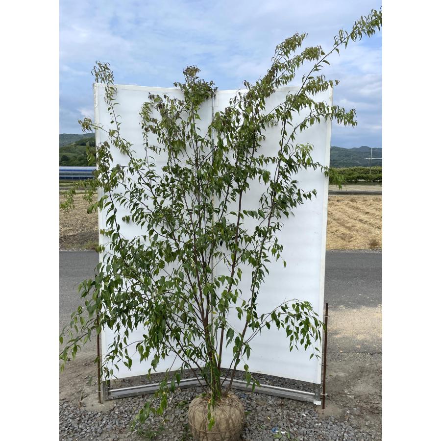 ハイノキ 6本株立ち 約2.3m 現品発送 一点物 豪華株 特大植木 ハイノキ 6本株立ち 約2.3m 現品発送 一点物 豪華株 特大植木
