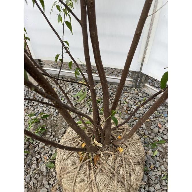 ハイノキ 6本株立ち 約2.3m 現品発送 一点物 豪華株 特大植木 ハイノキ 6本株立ち 約2.3m 現品発送 一点物 豪華株 特大植木