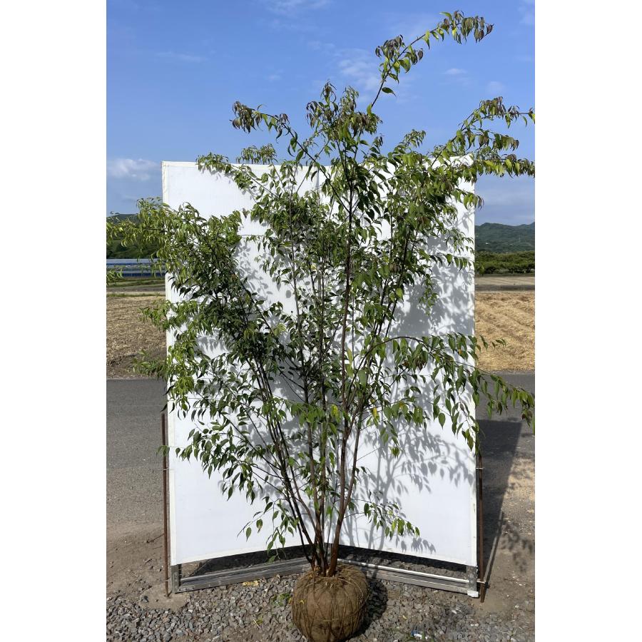 ハイノキ 6本株立ち 約2.2m 現品発送 超特大株 植木 大苗 苗木 灰の木 常緑樹 シンボルツリー 送料無料 : 大福樹苗園 - 通販 ...