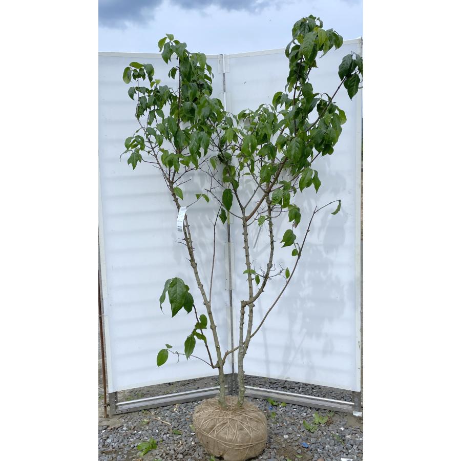 満月ロウバイ 株立ち 約2m 現品発送 超特大株 植木苗木大苗 満月蝋梅