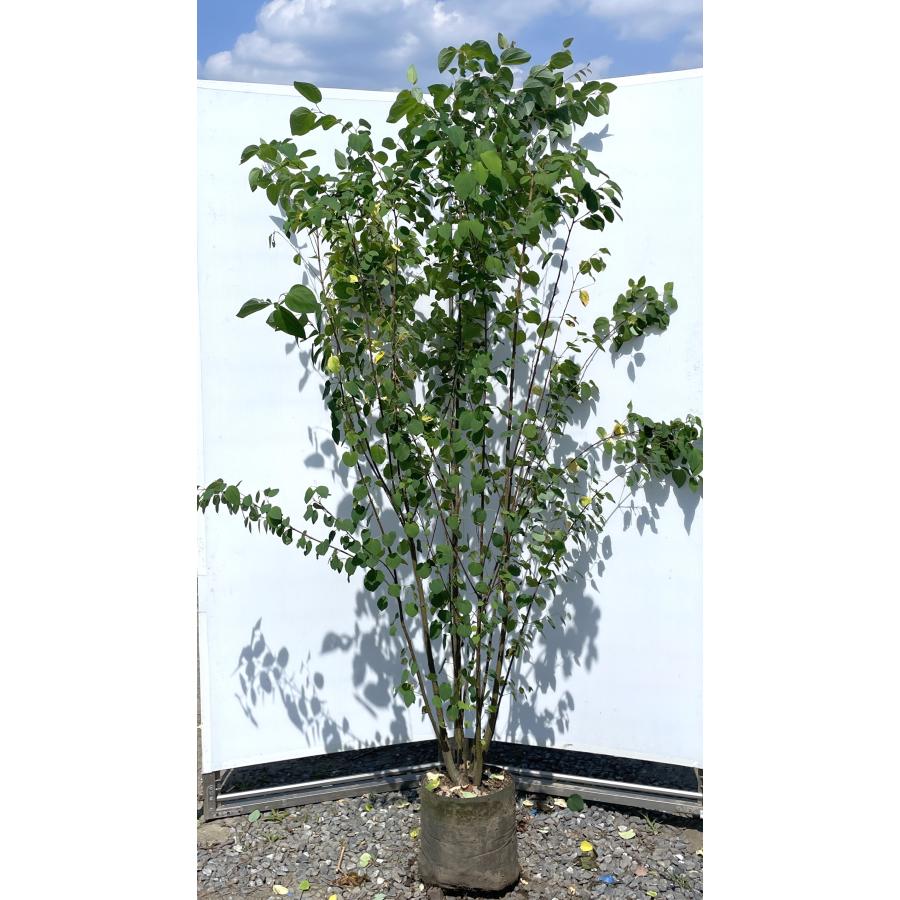 桂 カツラの木 6本株立ち 約2.1m 現品発送 特大株 大苗 植木 苗木 ハート形の葉っぱ シンボルツリー 落葉樹 送料無料 : 大福樹苗園 ...