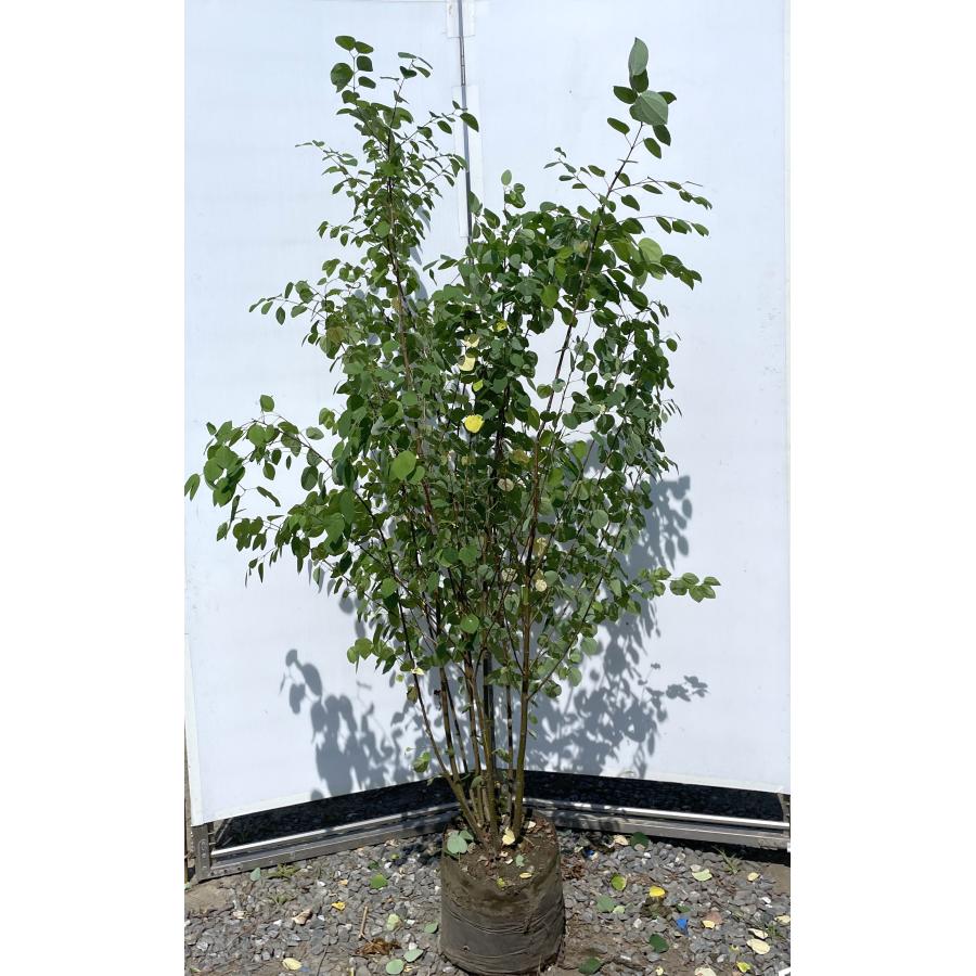 桂 カツラの木 8本株立ち 約1.7m 現品発送 豪華株 特大株 大苗 植木 苗木 ハート形の葉っぱ シンボルツリー 落葉樹 送料無料 ...