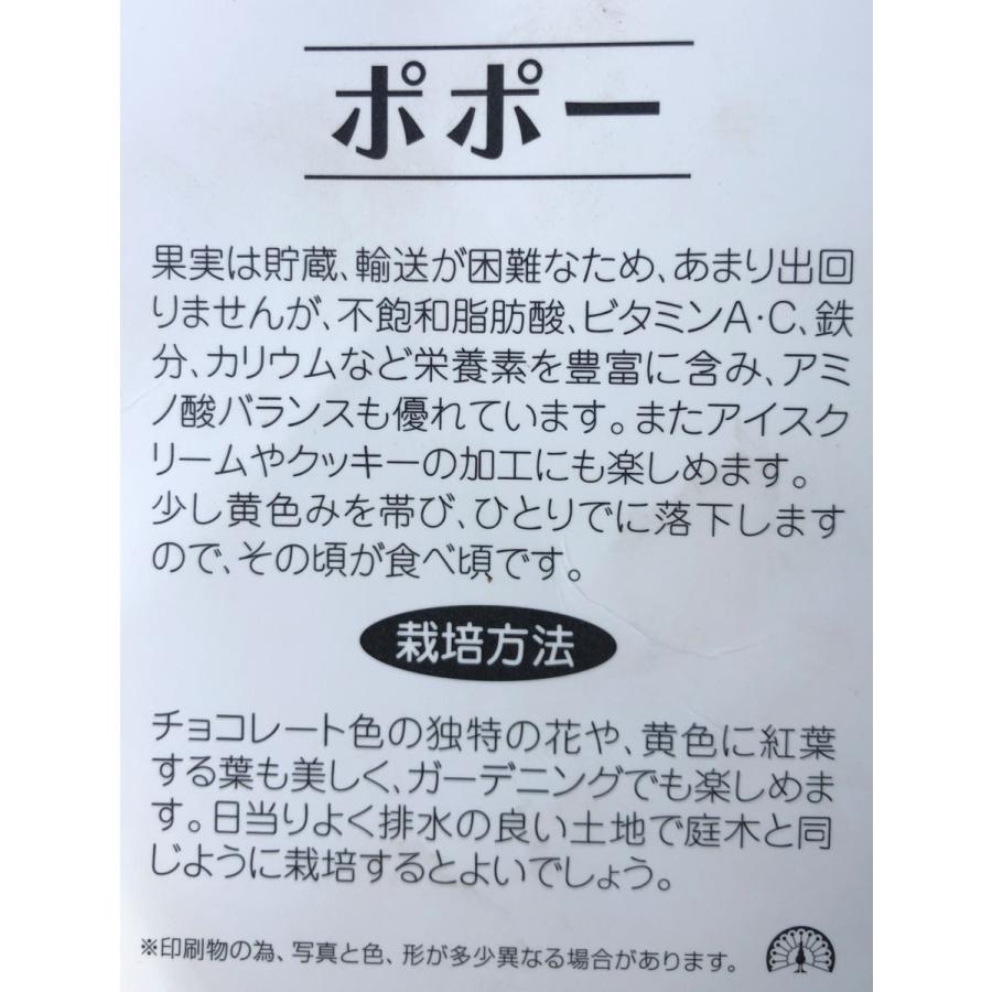 ポポーの木　約1.4ｍ　現品発送　特大株　植木苗木　大苗　果樹　アケビガキ　落葉樹　送料無料　｜daifukujyubyou｜03