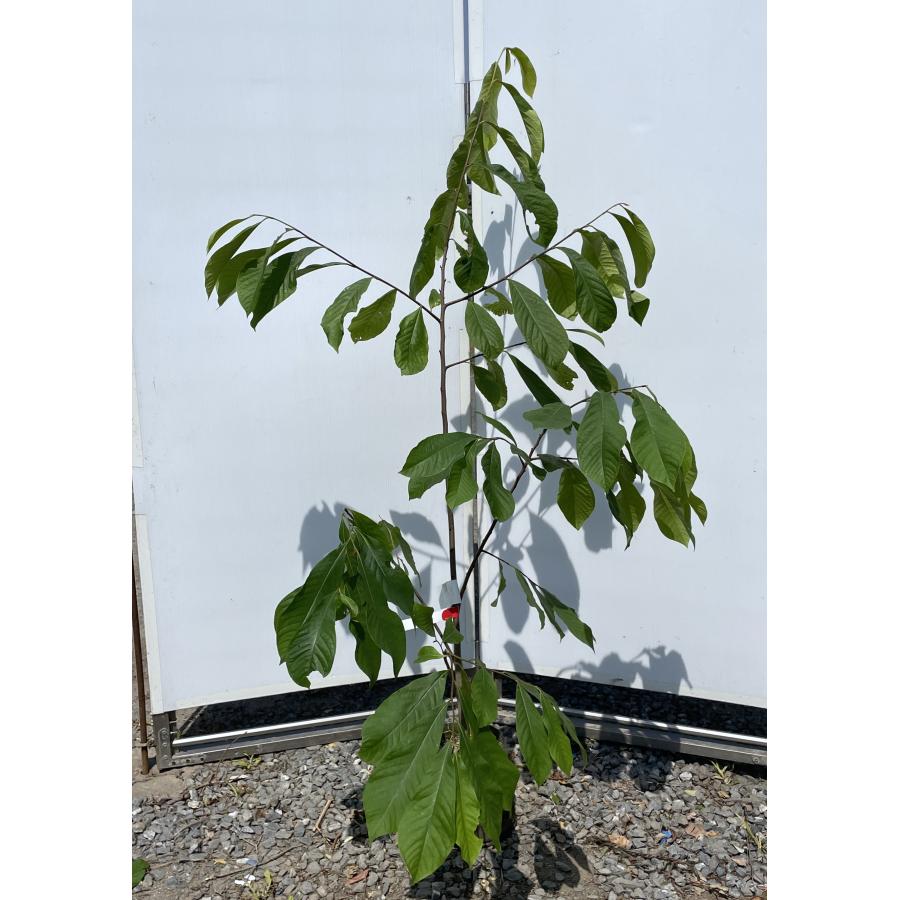 ポポーの木 約1.5m 現品発送 特大株 植木苗木 大苗 果樹 ポポーの木 約1.5m 現品発送 特大株 植木苗木 大苗 果樹