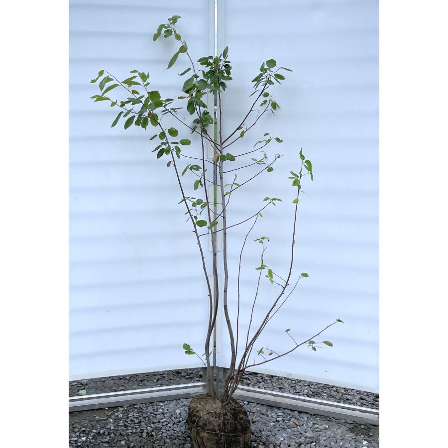 ジューンベリー 5本株立ち 約1.6m 現品発送 特大株 植木 苗木 大苗 