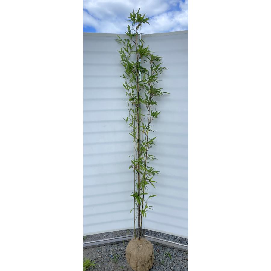 黒竹 約2m 現品発送 特大株 植木苗木大苗 クロチク シンボルツリー