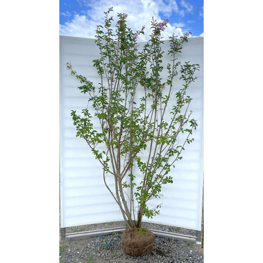 紫花サルスベリの木 株立ち 約2.1m 現品発送 豪華株 一点物 超特大株
