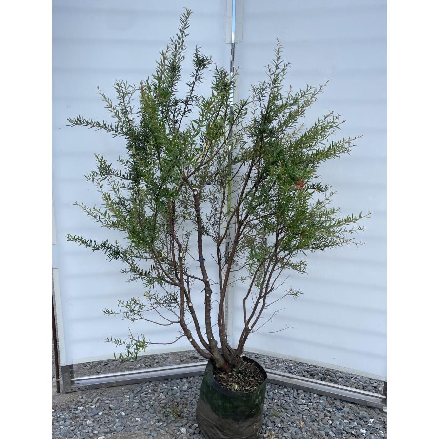 グレビレア プーリンダクイーン 株立ち 約1.9m 現品発送 特大株 植木