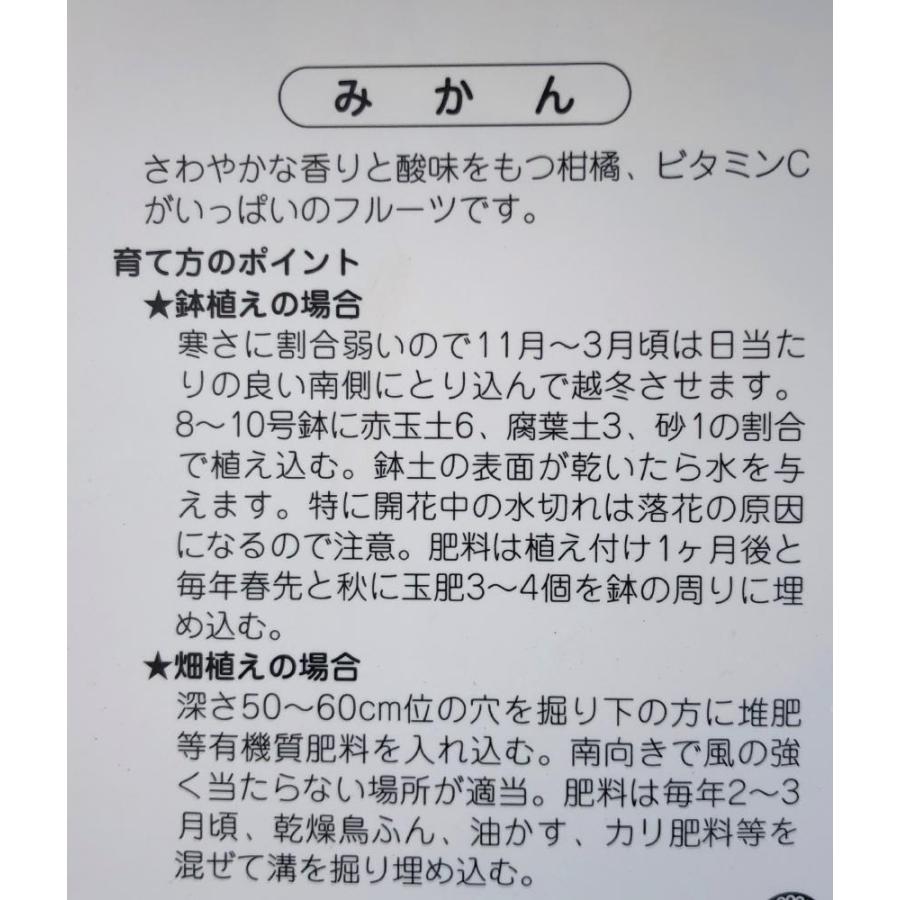 温州みかんの木　尾崎早生　約1.6ｍ　現品発送　植木　苗木　大苗　蜜柑の木　橘柑　果樹　ミカンの苗木　送料無料｜daifukujyubyou｜03